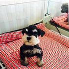 洛阳哪里可以买到精品雪纳瑞犬 雪纳瑞连锁店