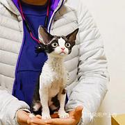 湖北咸宁纯种德文幼猫怎么卖