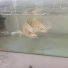 鱼缸，长700高400，宽250，两条蝴蝶鲫，两个