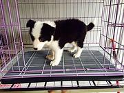 玉溪上哪可以看到边牧犬舍，边牧犬舍地址位置
