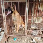 马犬性格温顺