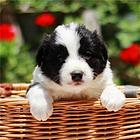 周口【*推荐】边牧犬舍‖边牧养殖场