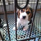 比格犬找新家