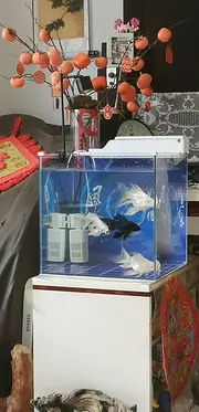 蝴蝶鲤鱼低价出售