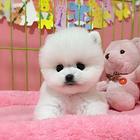 极品哈多利球体博美幼犬 我们承诺 不纯十倍退款