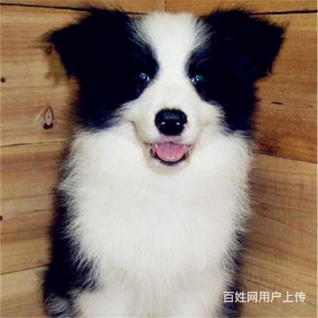 中卫边牧活体购宠中心电话地址的图片