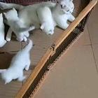 家养渐层猫