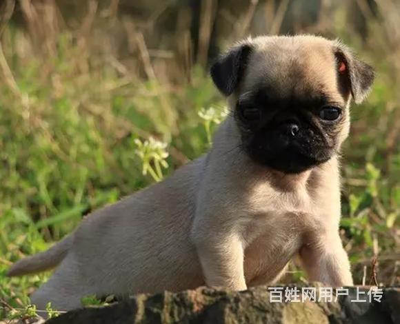安顺正规巴哥犬舍地点联系方式的图片