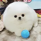 金华从哪里购买博美 哪里可以买到博美呢?