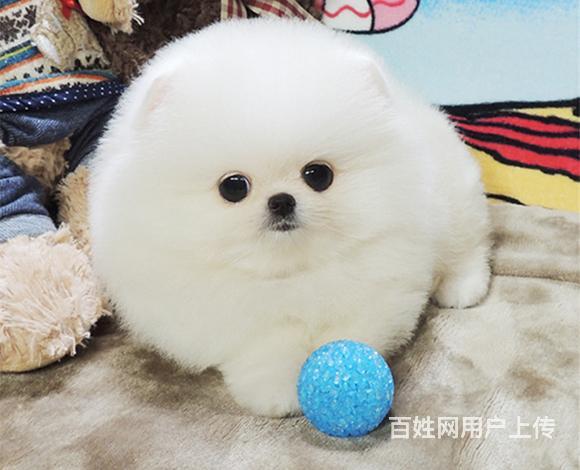 通辽养茶杯犬的地方，卖茶杯犬的地方的图片