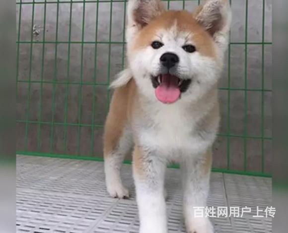 那曲哪里有卖秋田 秋田哪家靠谱的图片