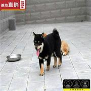嘉兴柴犬一般卖多少钱 哪里可以看柴犬