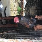 莱州红犬转让