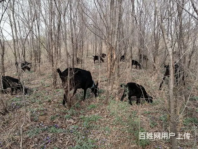 羊奶及黑山羊的图片