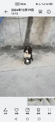 高动力史宾格种公对外借配