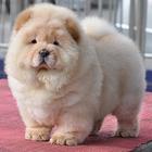 松狮犬养殖基地 纯种松狮 保纯保健康 完美售后