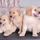卖健康宠物—好养是硬道理—精品金毛犬—90天包退换