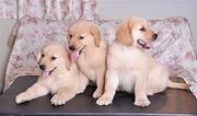卖健康宠物—好养是硬道理—精品金毛犬—90天包退换