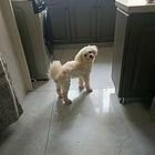 比熊犬有点皮肤病便宜卖