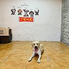 黄骅训犬，黄骅训狗，有专车接送