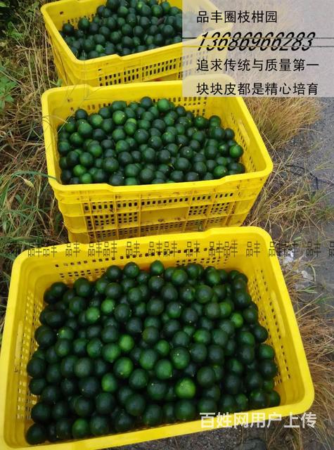 aaa 新会柑 传统圈枝柑 原枝柑 小青柑 现摘