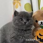 河南安阳纯血蓝猫幼崽优惠出售