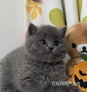 河南安阳纯血蓝猫幼崽优惠出售