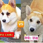 赛级柯基
