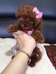 安庆【泰迪犬舍】地址纯种泰迪到底多少钱一只