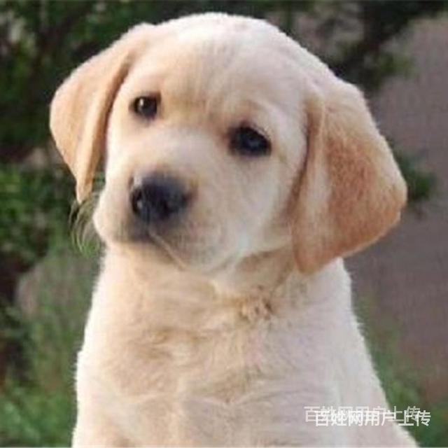 图木舒克拉布拉多价格拉布拉多多少钱一只的图片