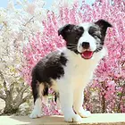 三门峡纯种边牧价位 知名边牧犬舍