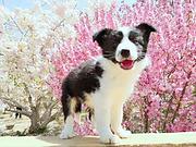 白山哪里有边牧卖 边牧犬舍信息