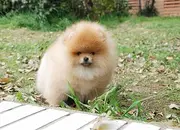赛级博美犬、自家繁殖保健康、全国送货上门