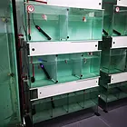 衡阳专业的观赏鱼专卖 品质保证 欢迎来挑选