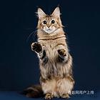 阳江纯种双血统缅因猫舍直销