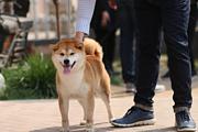 玉溪柴犬好养吗，赛级柴犬在哪里买【优莱】