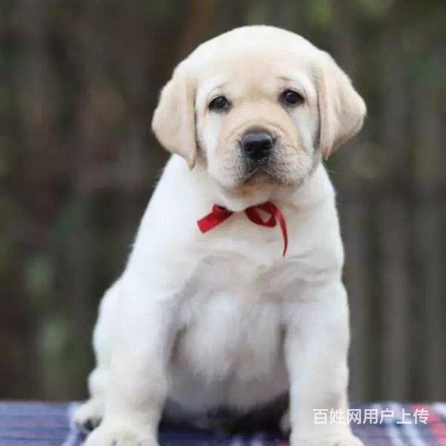 庆阳（出售）拉布拉多幼犬哪里买 狗场出售纯种拉布拉多幼犬的图片