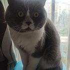 短毛猫出售
