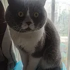 短毛猫出售
