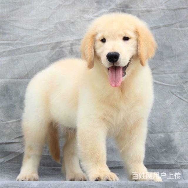 北京出售三个月金毛猎犬 纯种金毛幼犬多少钱