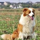 金华卡斯罗一般价位卡斯罗多少钱一只