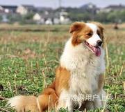 商丘哪里有泰迪卖泰迪犬舍信息