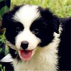 周口【*推荐】边牧犬舍‖边牧养殖场