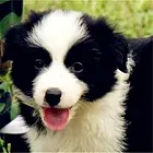 周口【*推荐】边牧犬舍‖边牧养殖场
