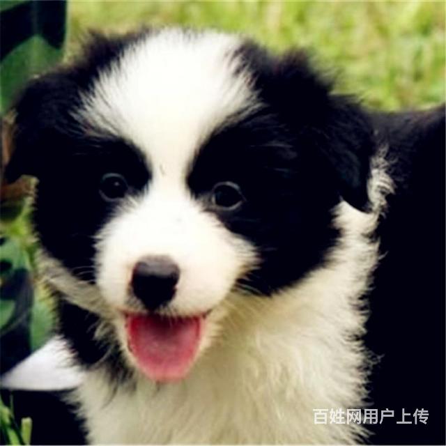 台州可以养边牧吗？买只边牧多少钱的图片