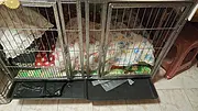 狗笼子