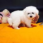 纯种卷毛比熊犬 品种全 价格低 欢迎来电