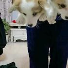 纯正血统柯基幼犬