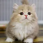 浙江嘉兴纯种拿破仑矮脚猫特价处理