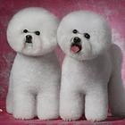 纯种比熊、比熊犬、比熊幼犬 、纯种白色比熊宝宝